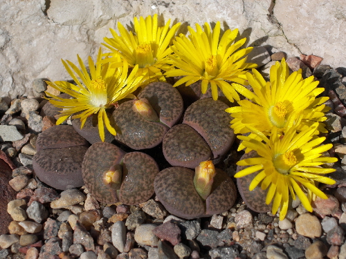lithops bromfieldii v.glaudinae